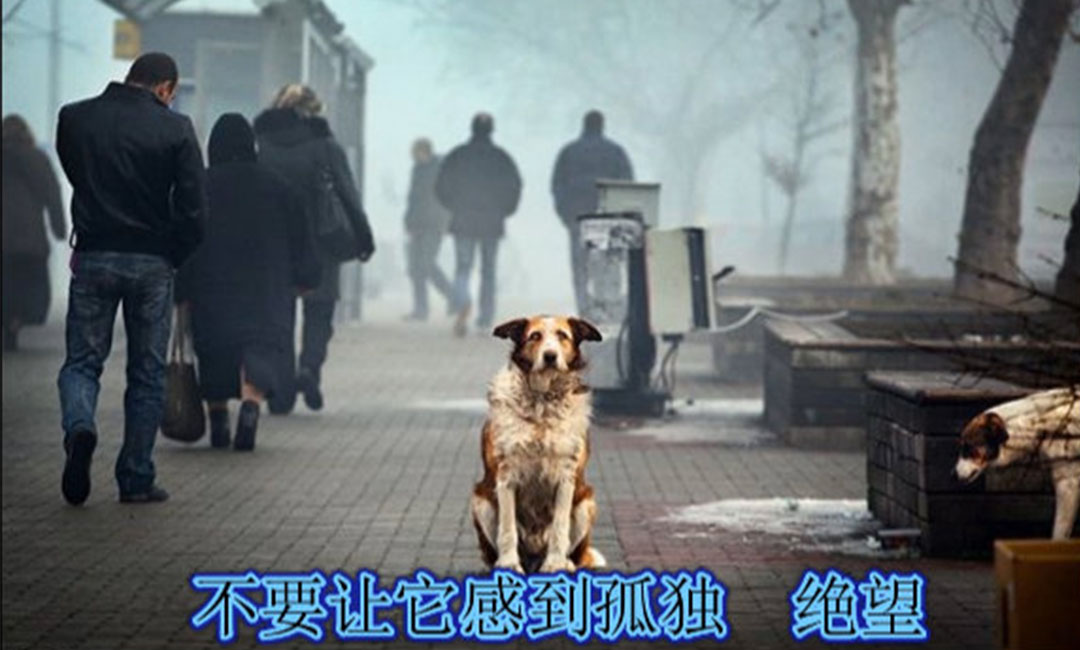 本溪本溪爱影圈微博微信转发案例